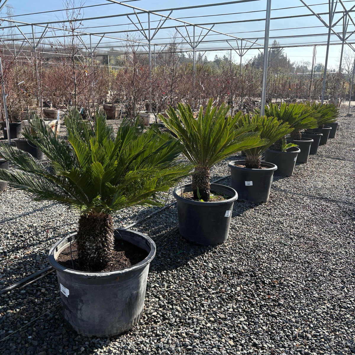 Sago Palm