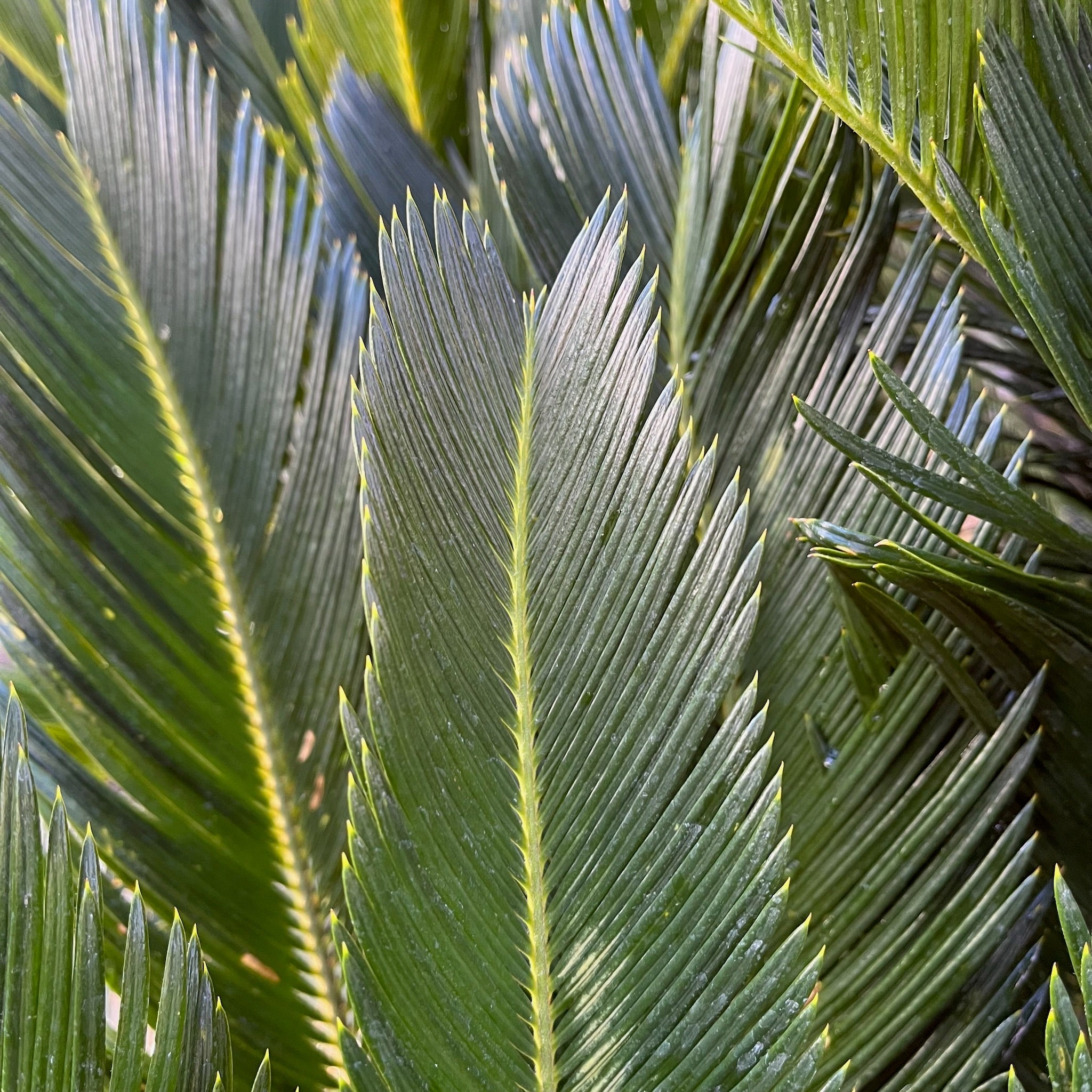 Sago Palm