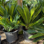 Sago Palm