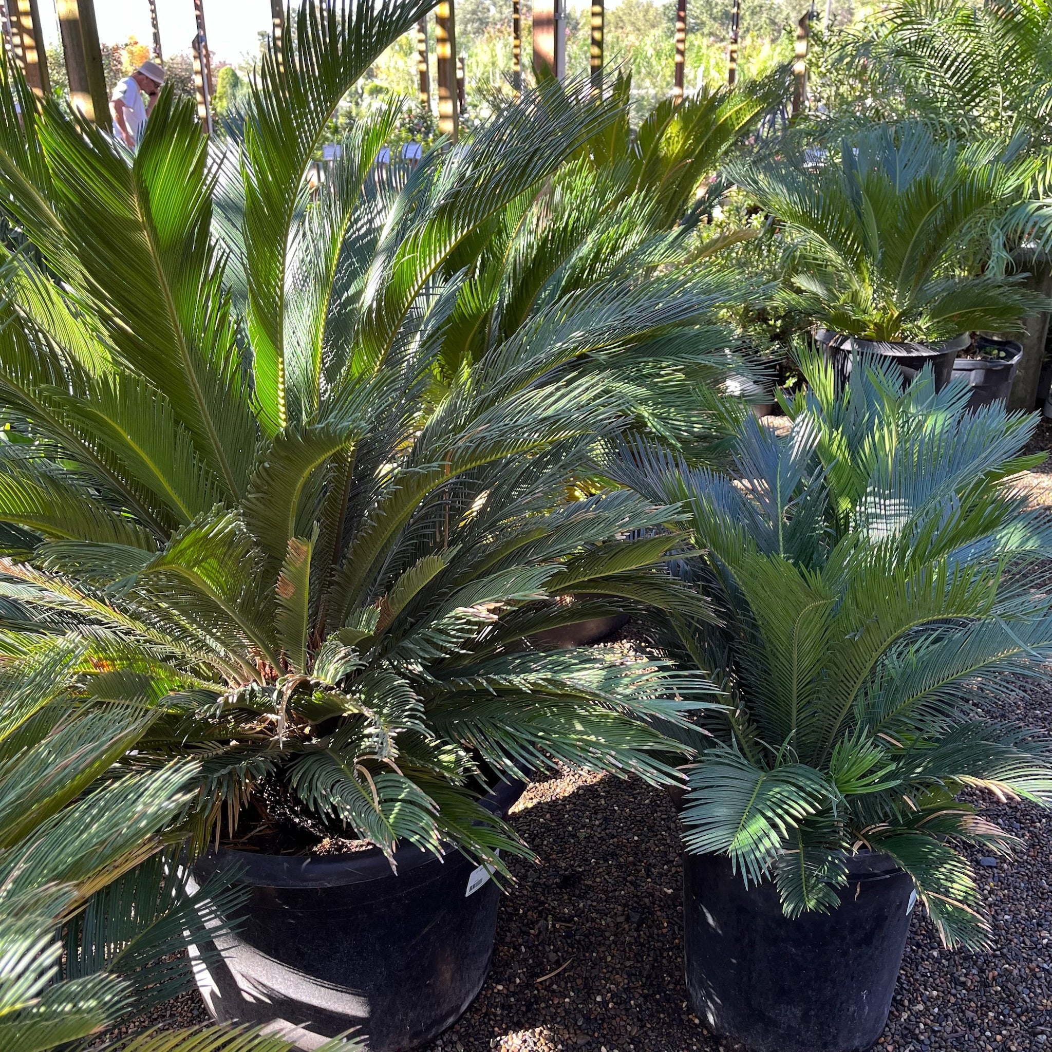 Sago Palm