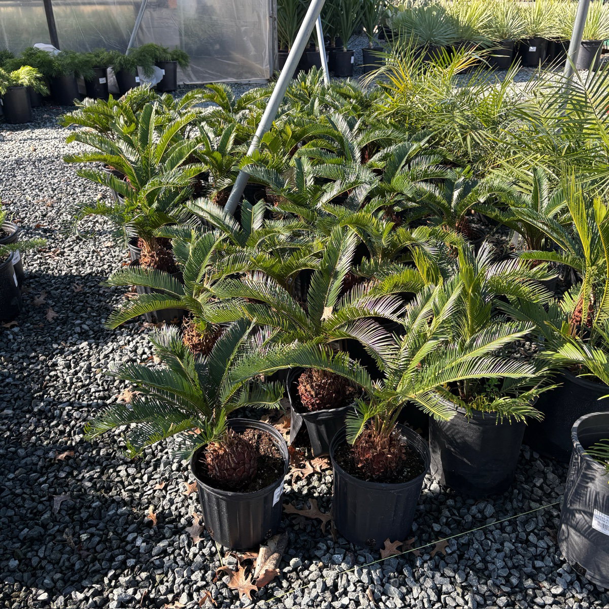 Sago Palm