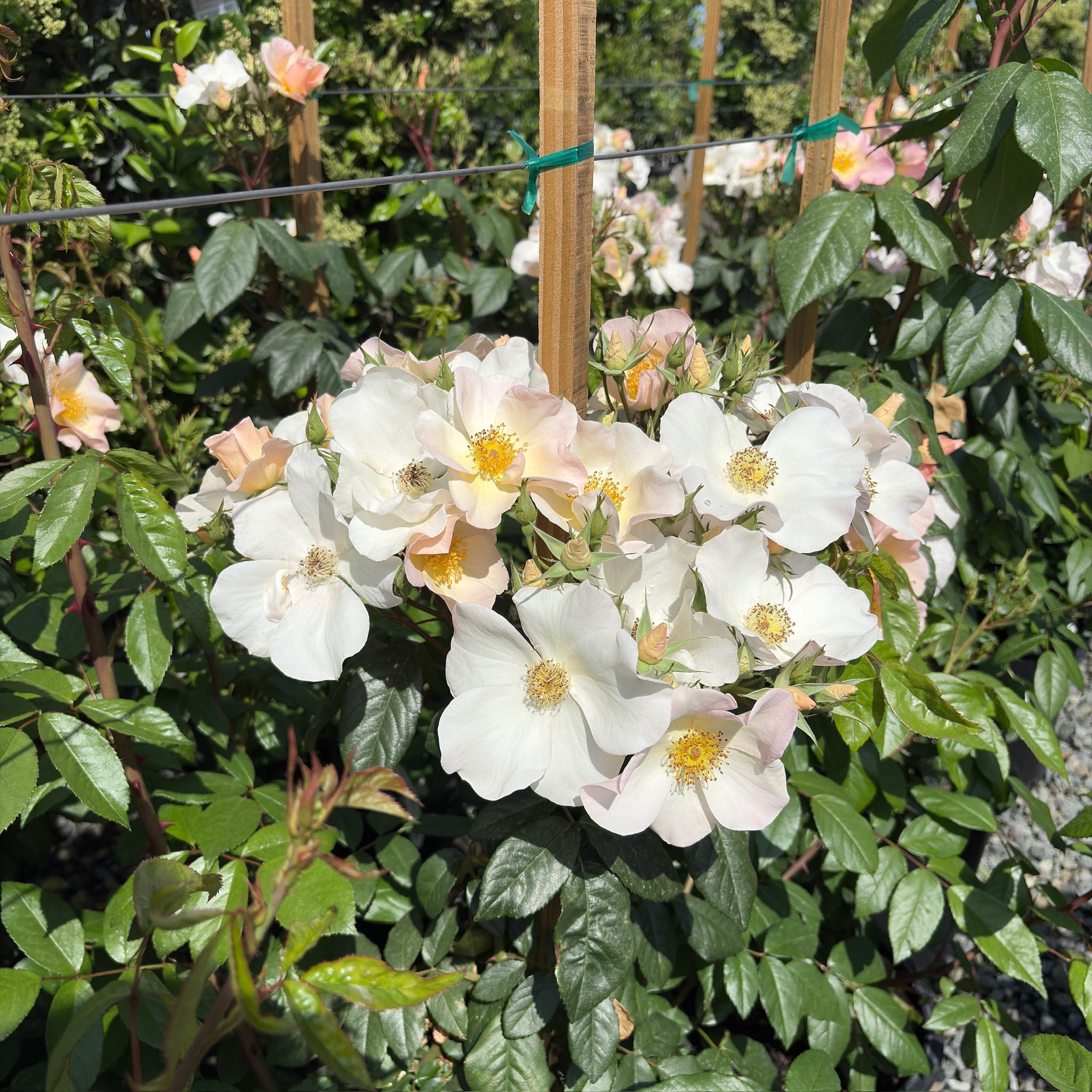 Sally Holmes Climbing Rose