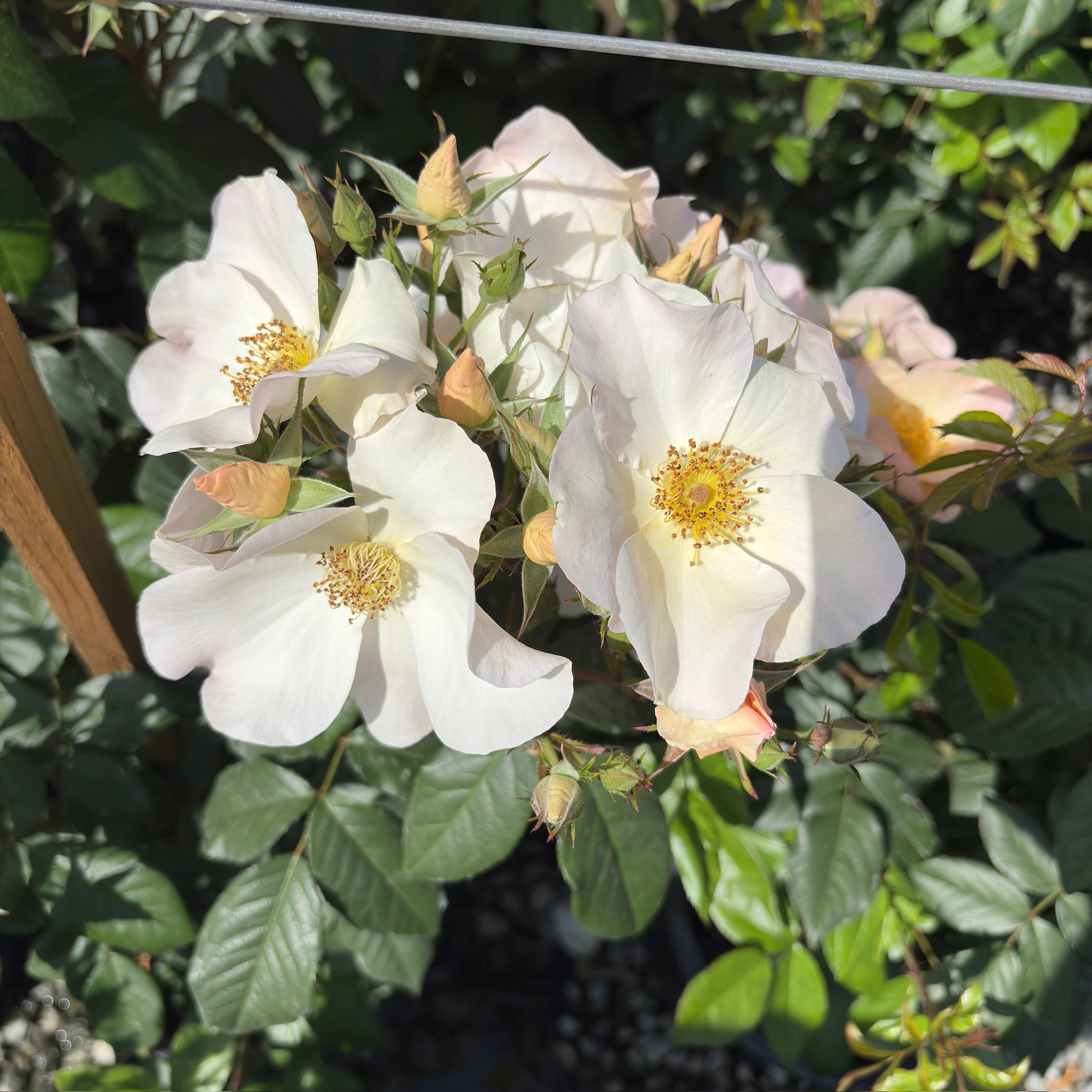 Sally Holmes Climbing Rose