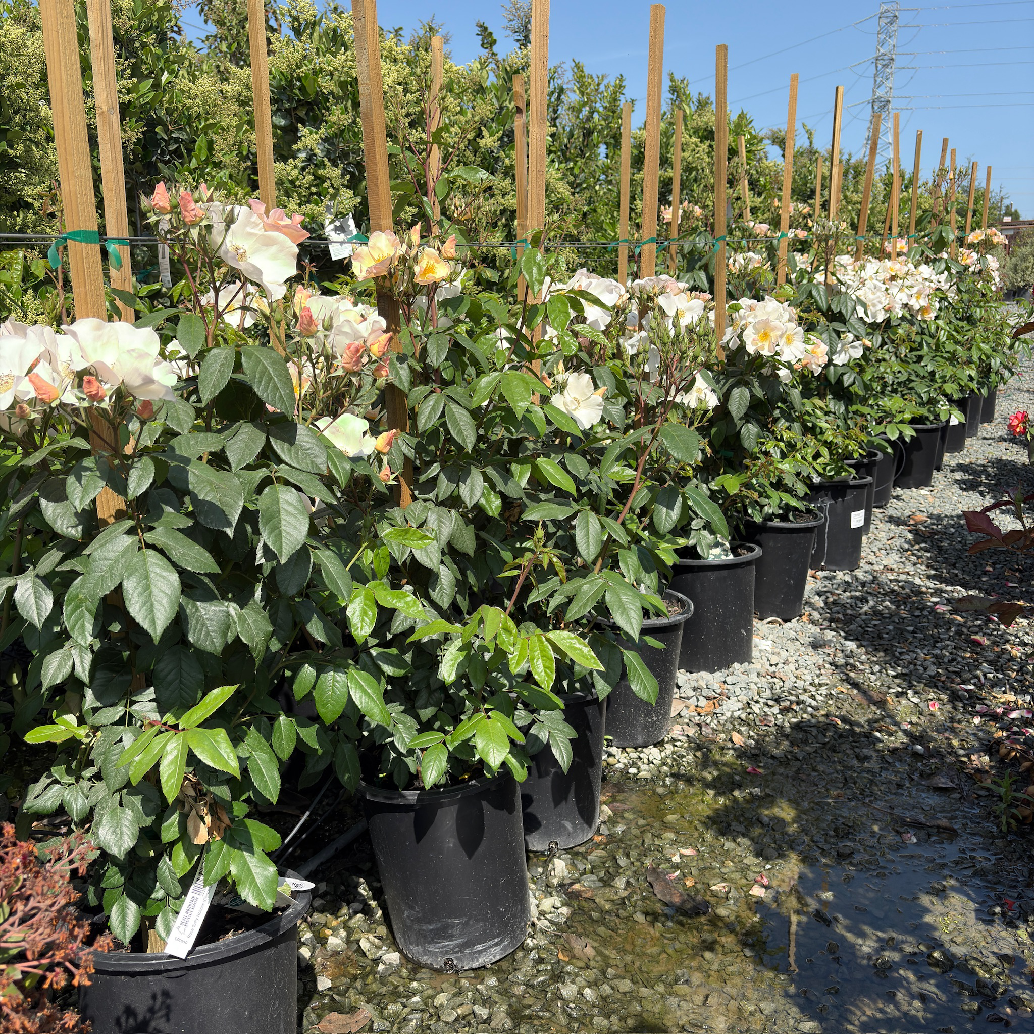 Sally Holmes Climbing Rose