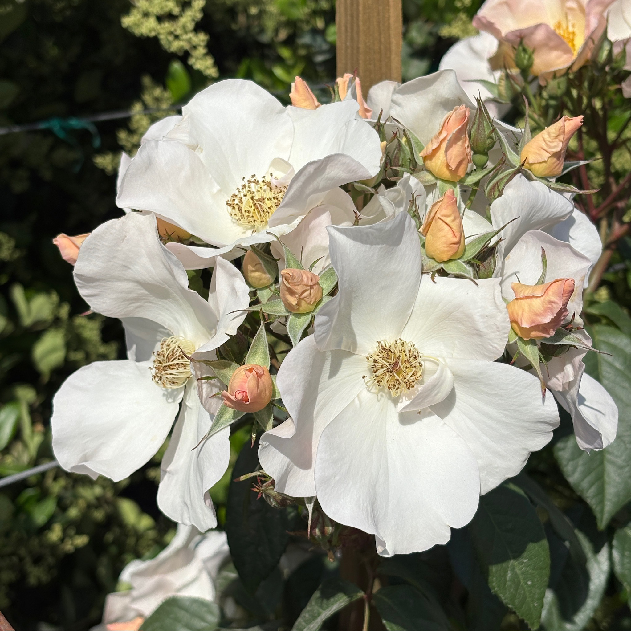 Sally Holmes Climbing Rose