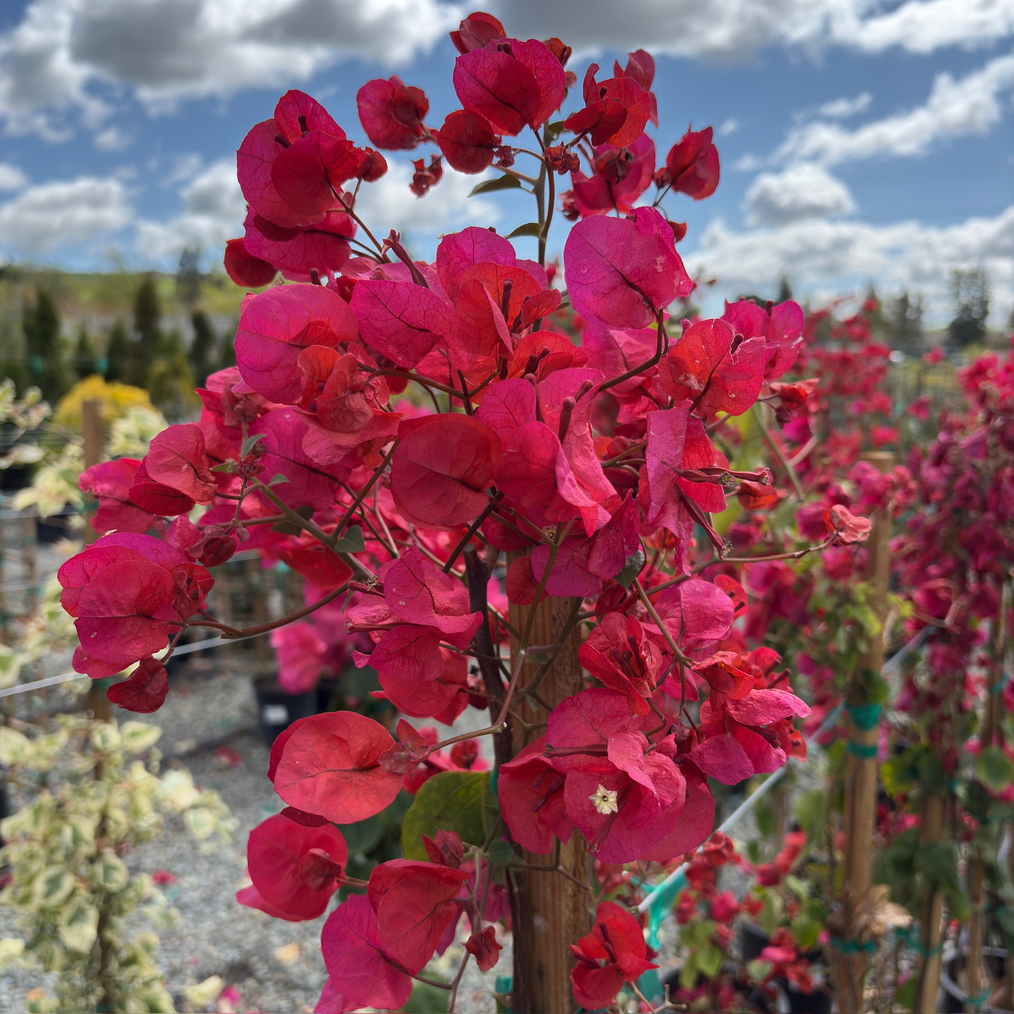 bougainvillea live plant red live plants indoor/outdoor San Diego Red Bougainvillea
