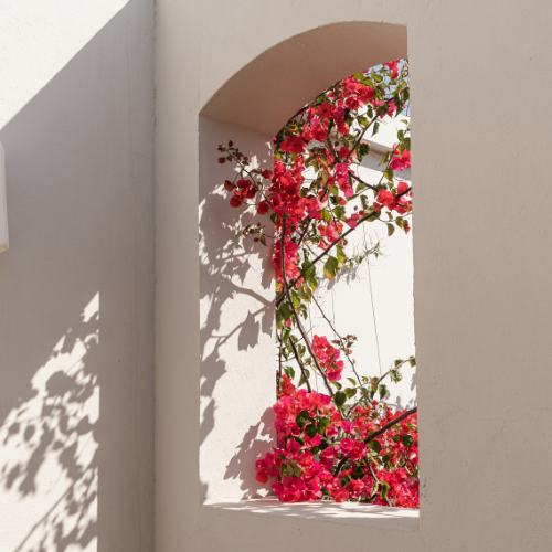 San Diego Red Bougainvillea