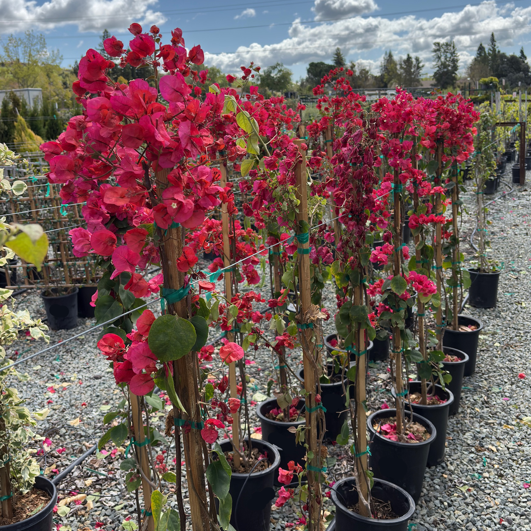 bougainvillea live plant red live plants indoor/outdoor San Diego Red Bougainvillea