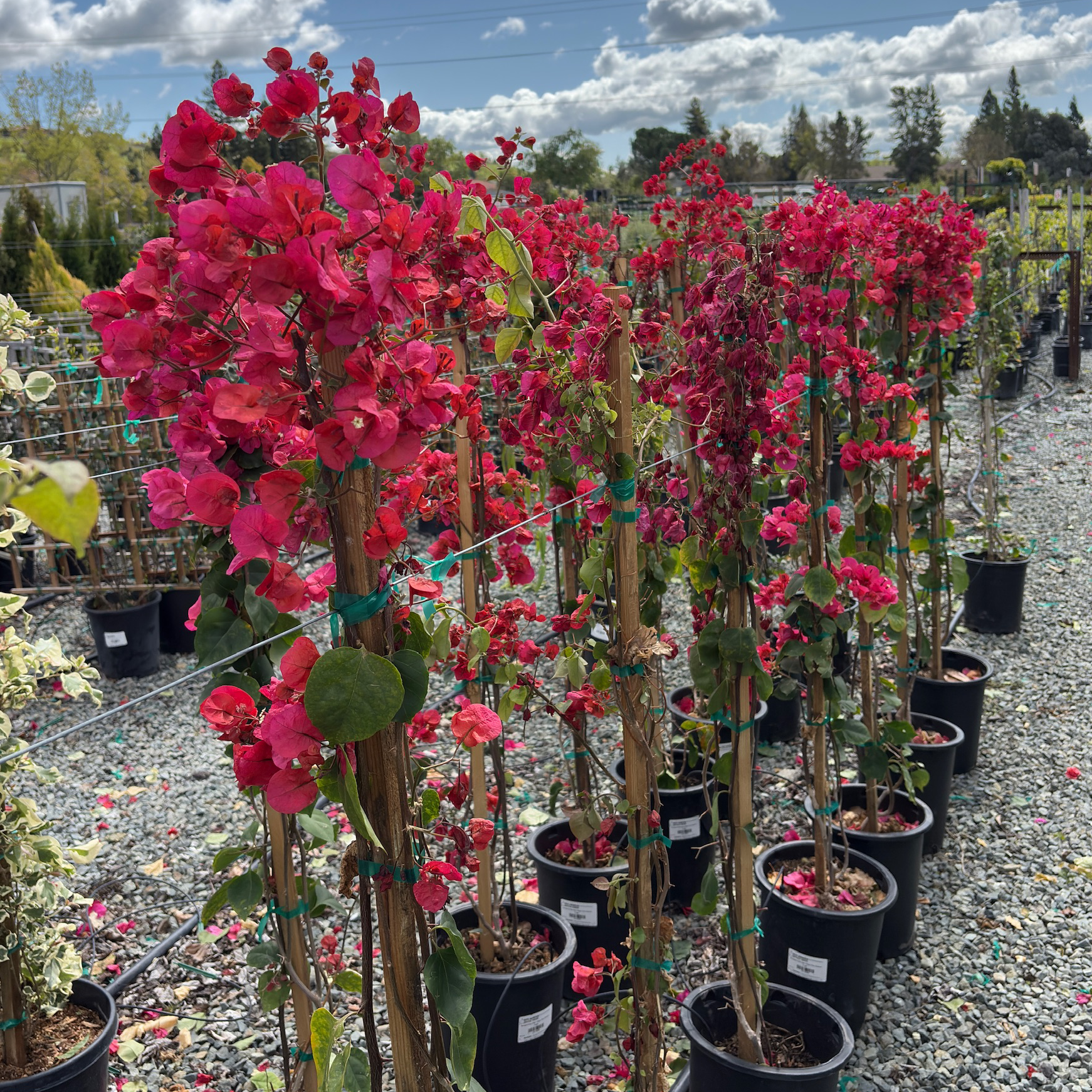 San Diego Red Bougainvillea