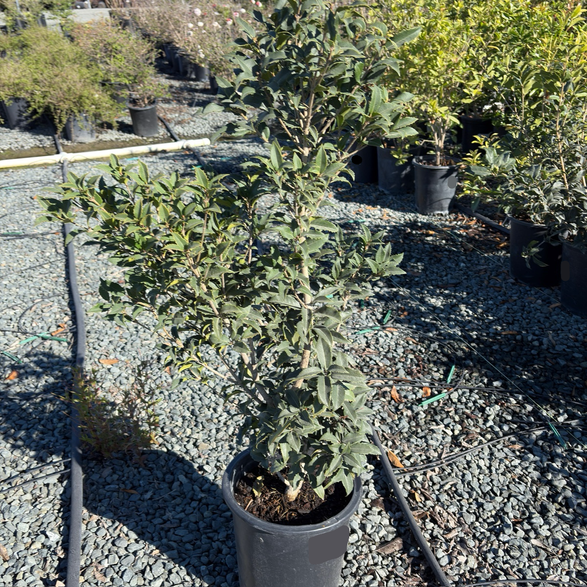 San Jose Osmanthus