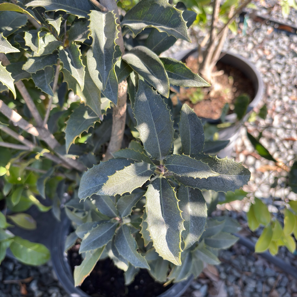 San Jose Osmanthus