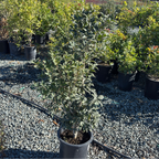 San Jose Osmanthus