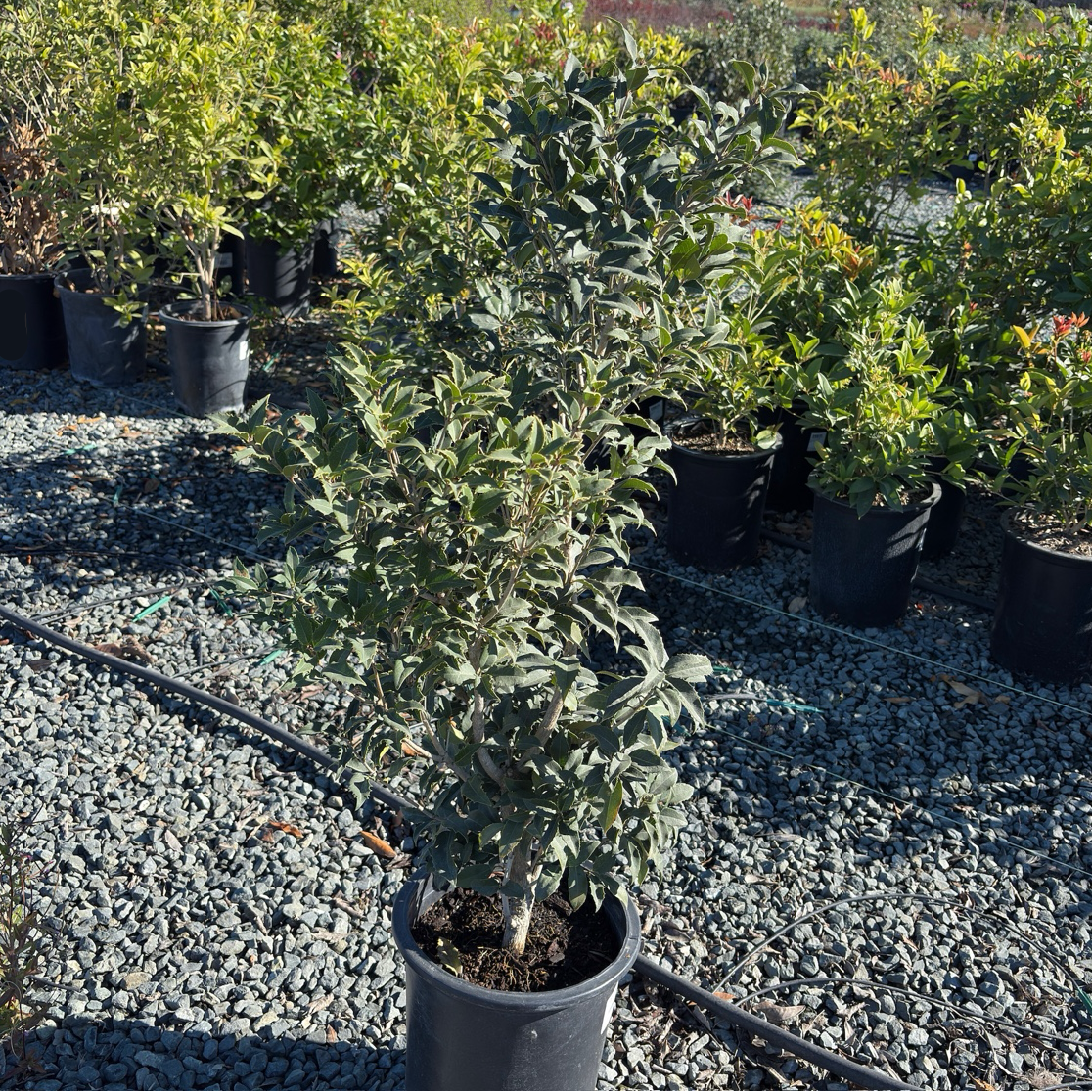 San Jose Osmanthus