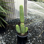 San Pedro Cactus