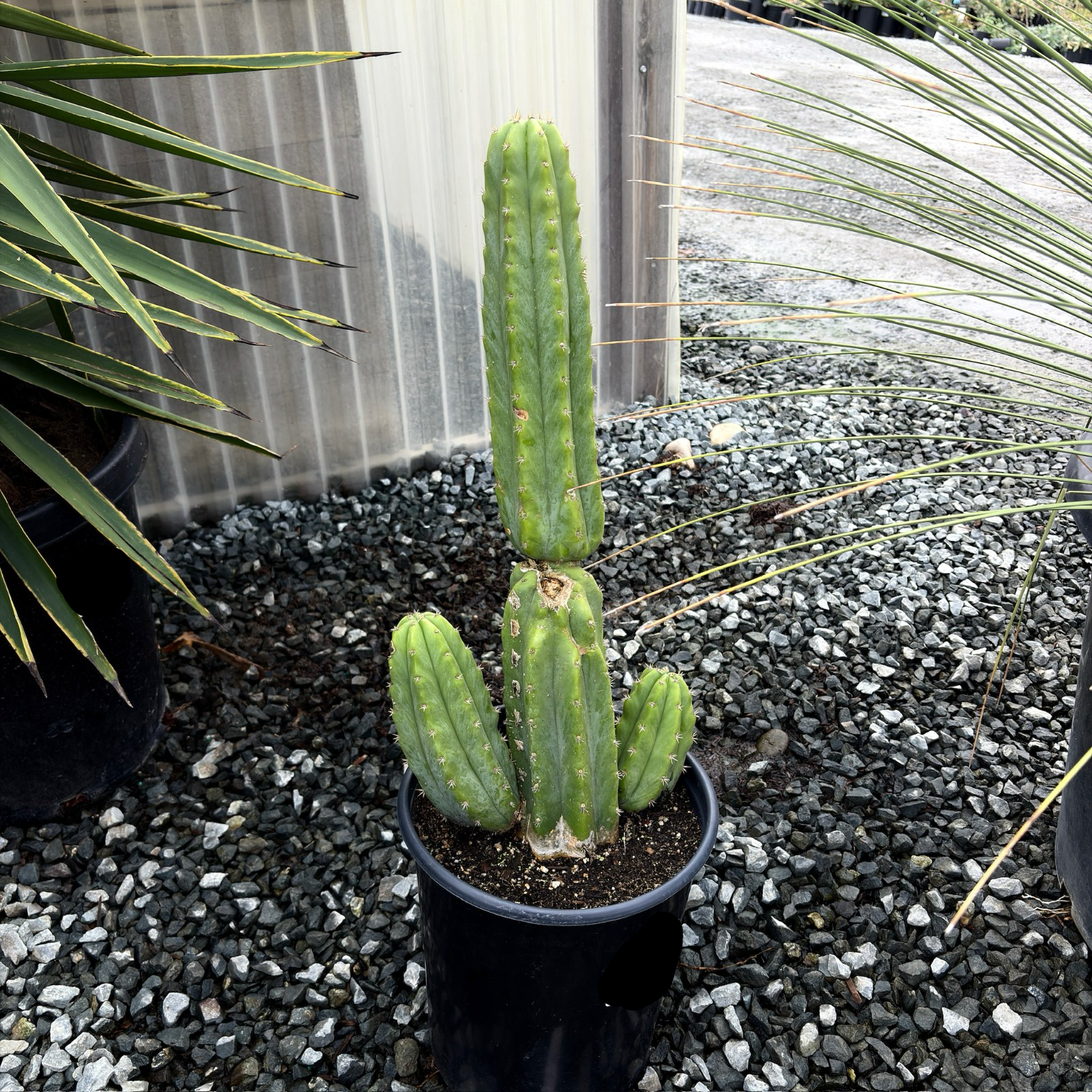 San Pedro Cactus