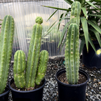 Potted San Pedro Cactus in a greenhouse setting