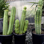 Potted San Pedro Cactus in a greenhouse setting