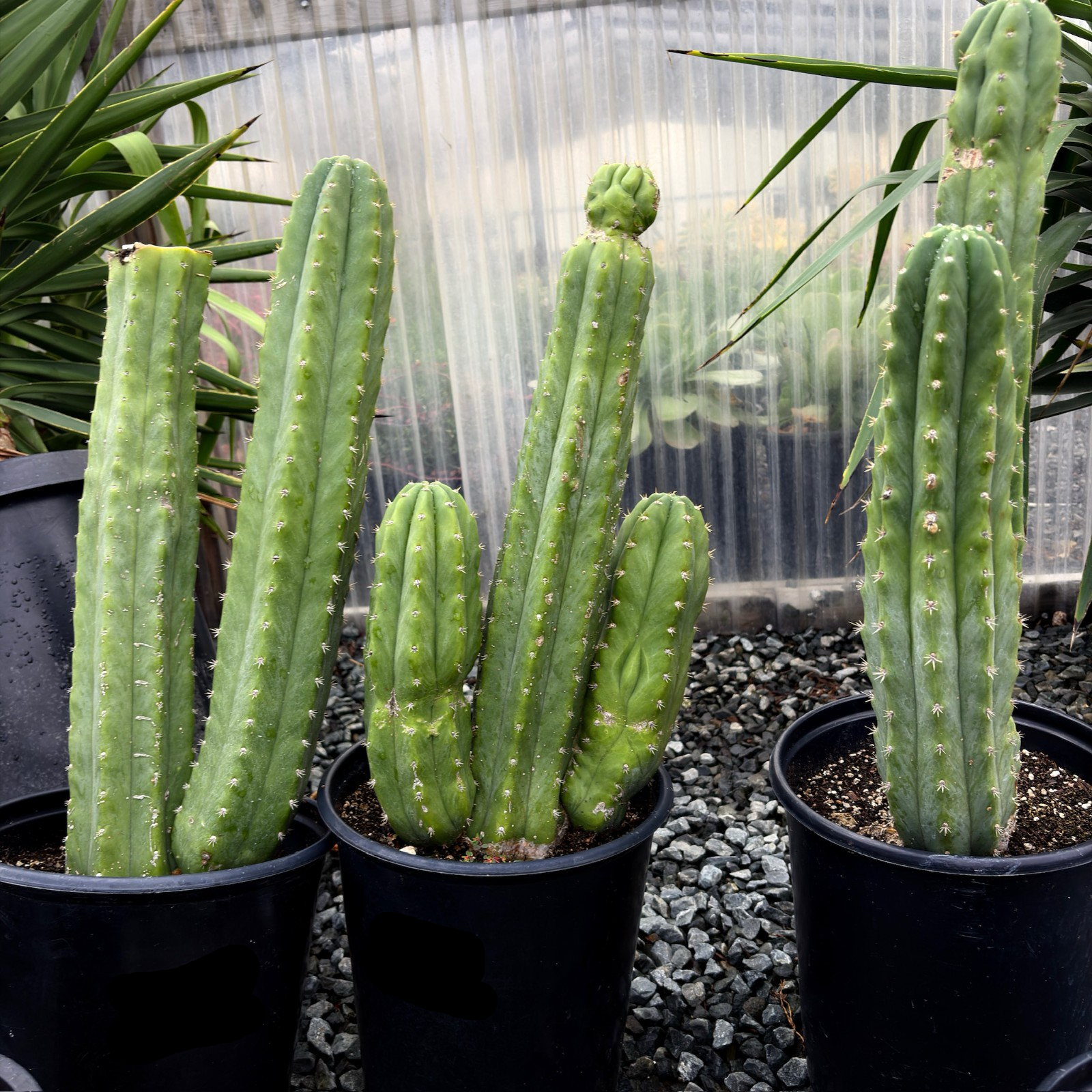 Potted San Pedro Cactus in a greenhouse setting