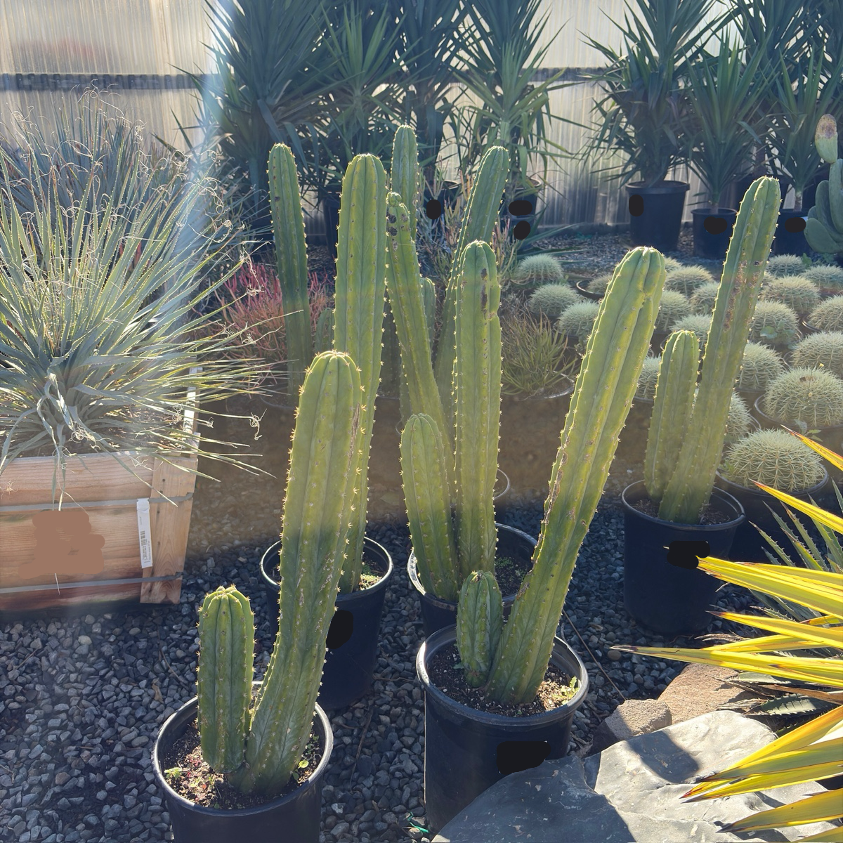 San Pedro Cactus