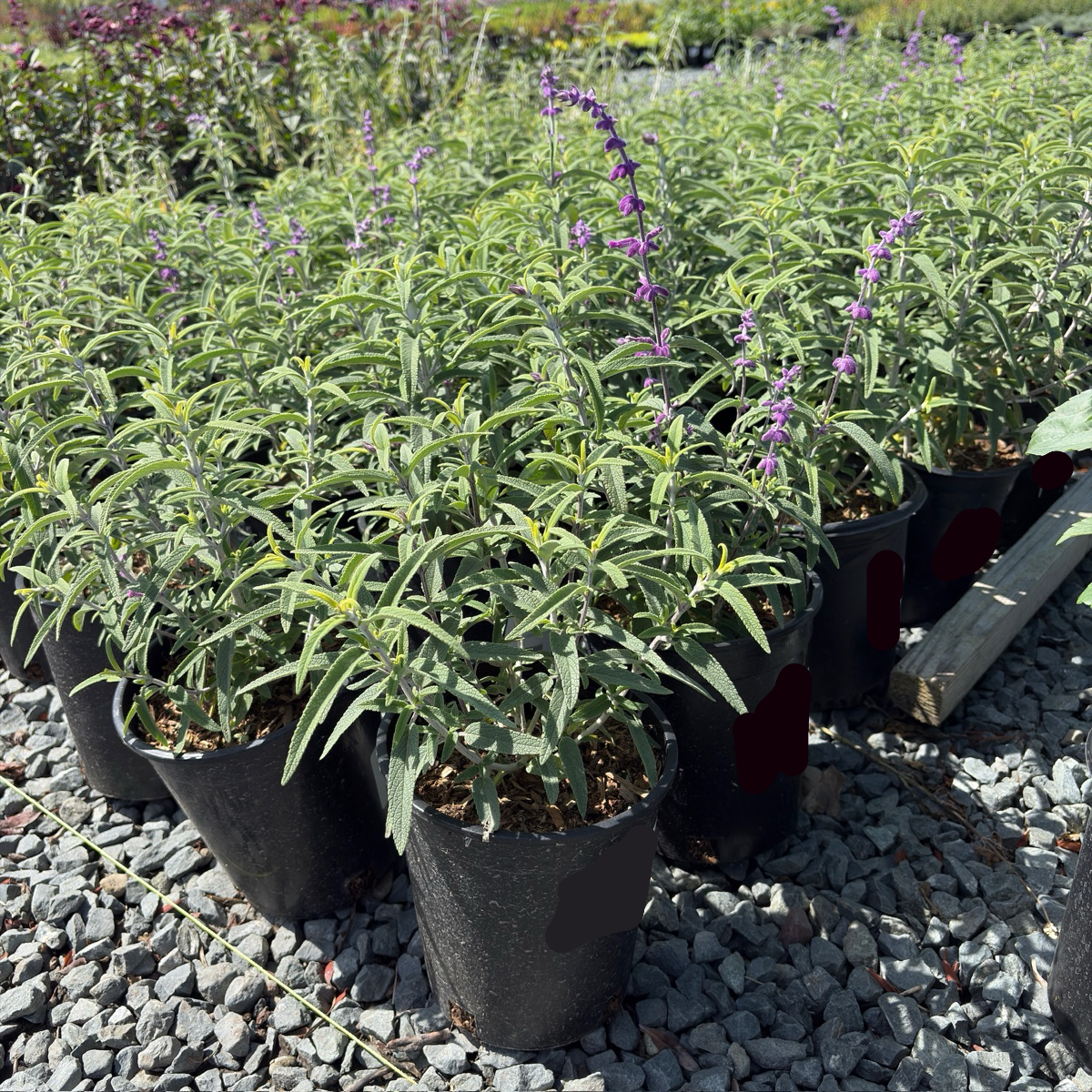 Santa Barbara Mexican Bush Sage