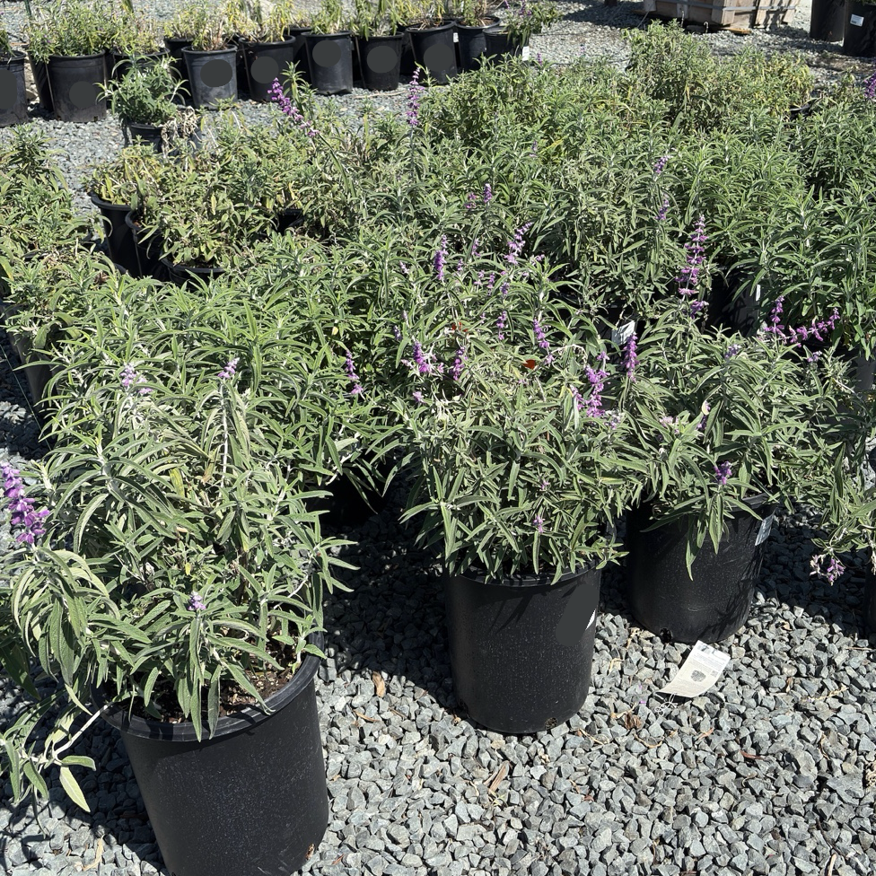 Santa Barbara Mexican Bush Sage