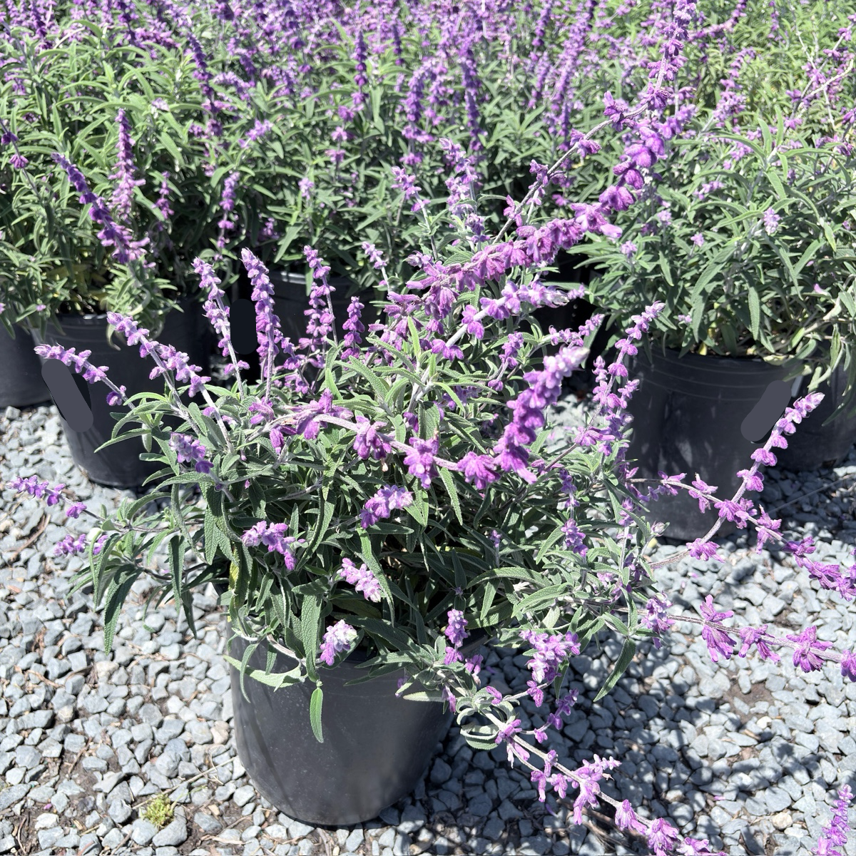 Santa Barbara Mexican Bush Sage