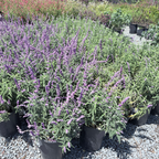 Santa Barbara Mexican Bush Sage
