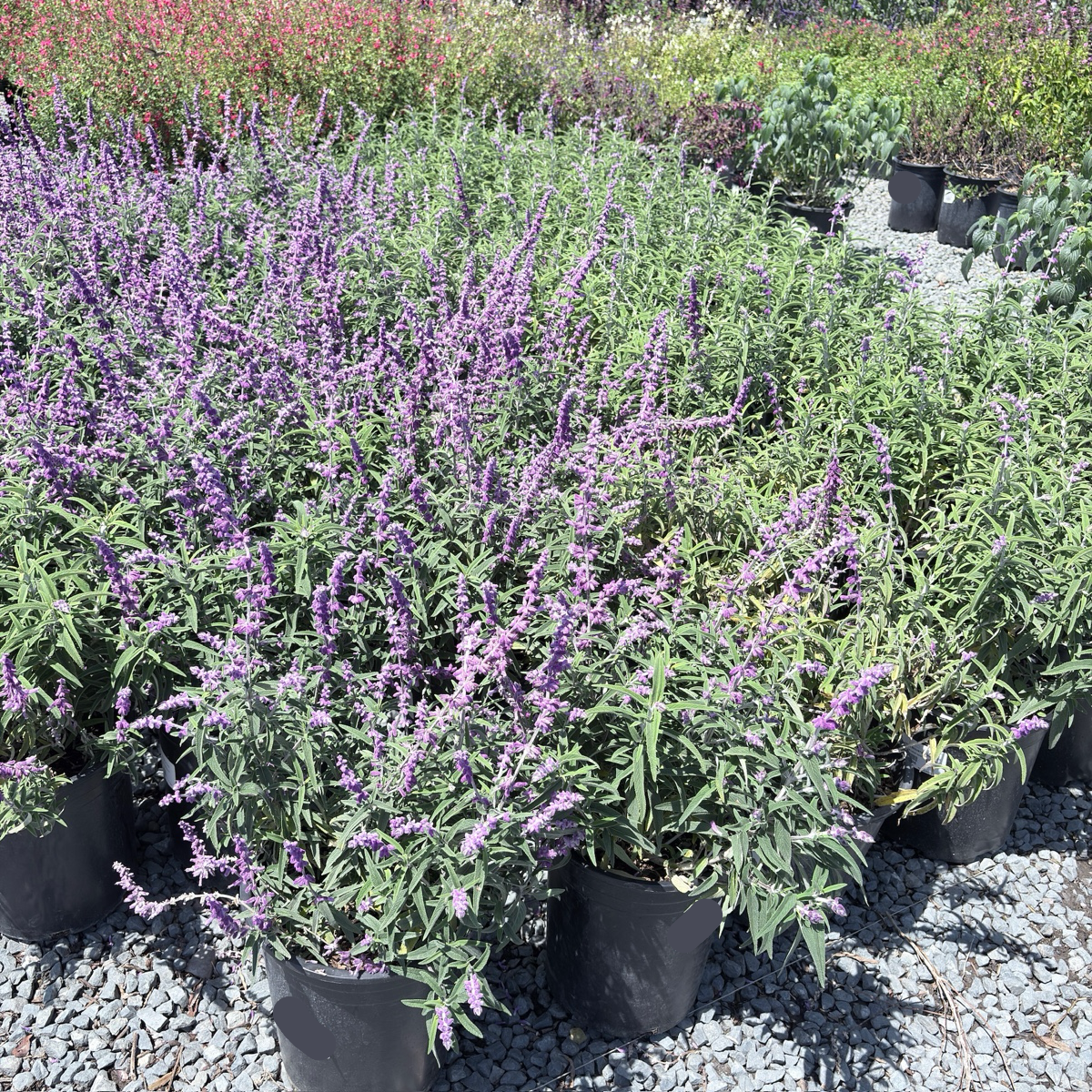 Santa Barbara Mexican Bush Sage