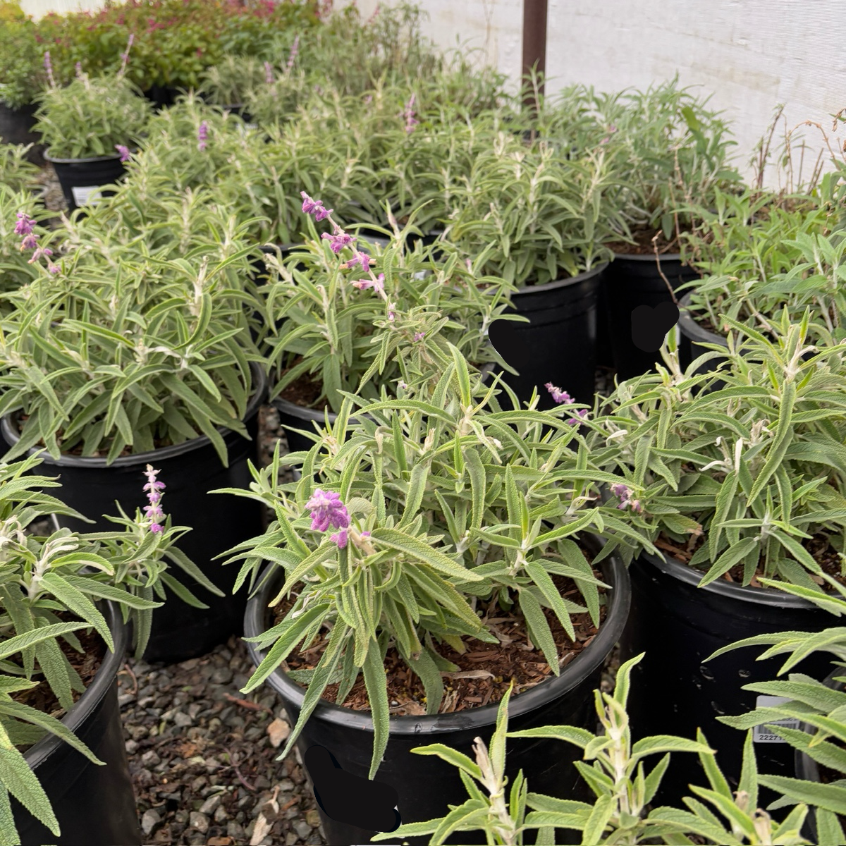 Santa Barbara Mexican Bush Sage