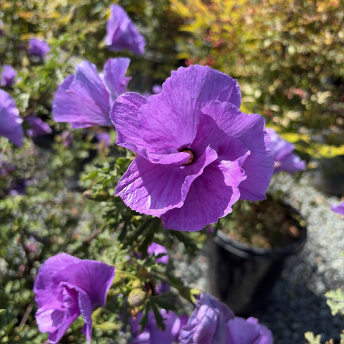 Santa Cruz Blue Hibiscus | Lavender-Blue Flowering Evergreen Shrub
