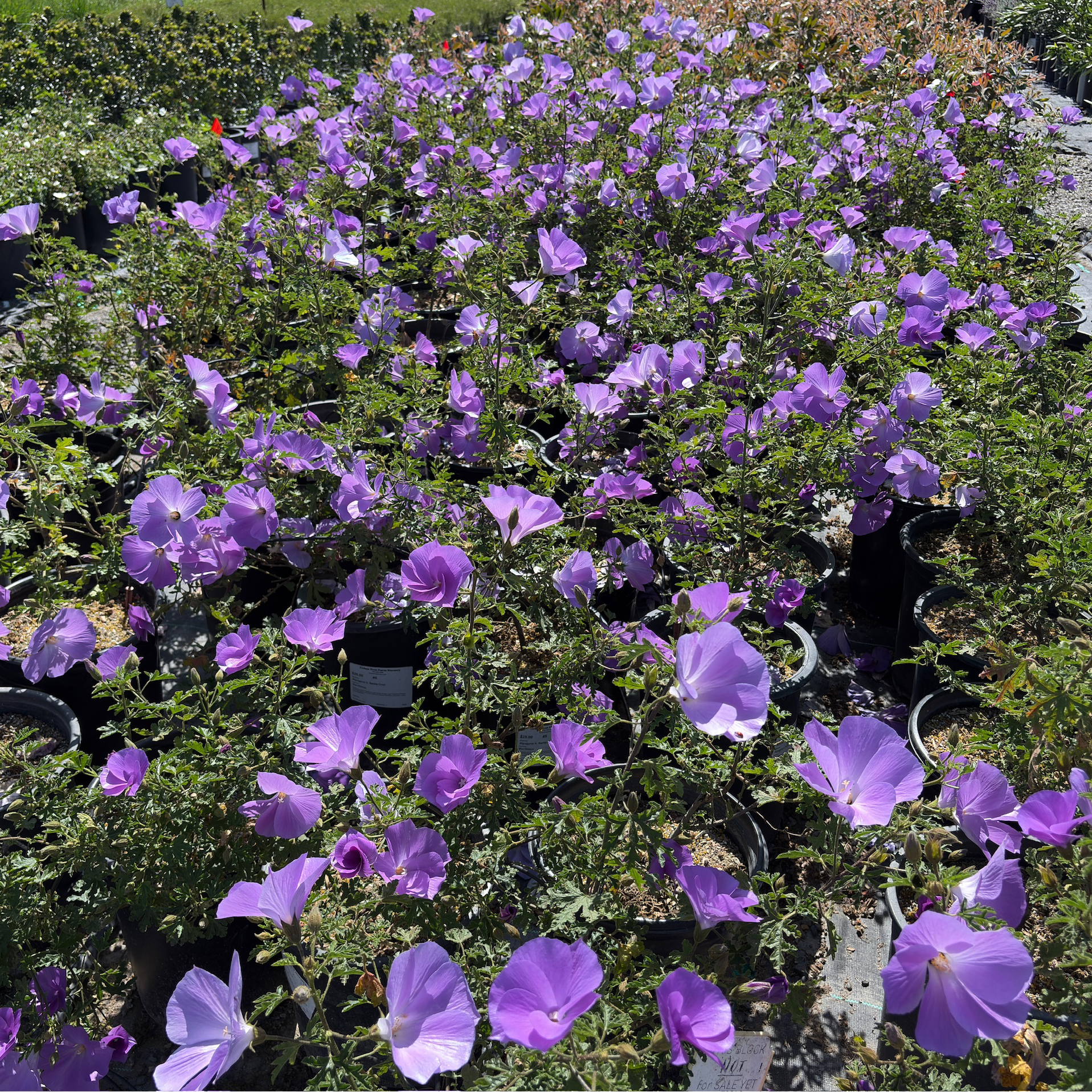 Field of Santa Cruz Blue Hibiscus in a garden setting