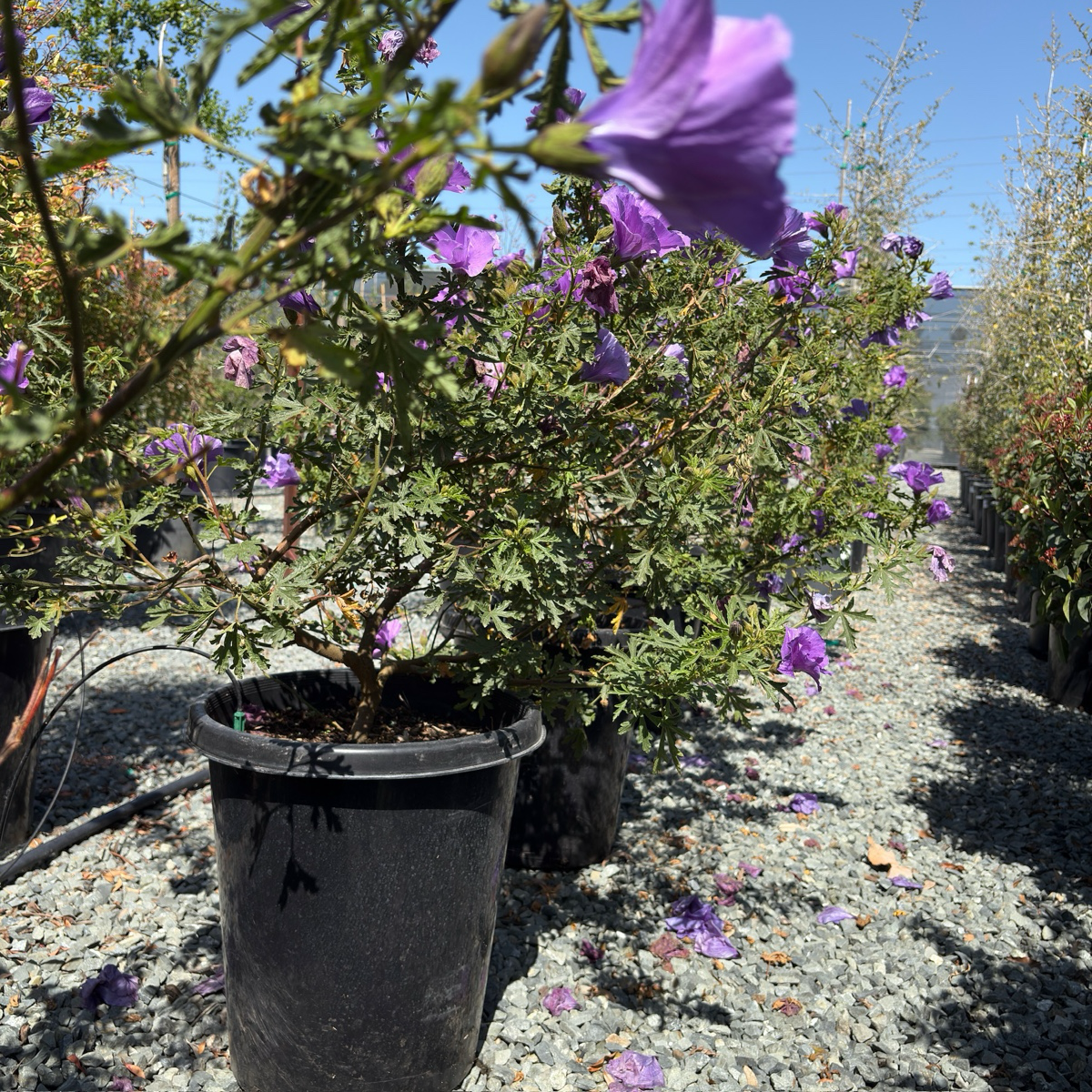 Potted Santa Cruz Blue Hibiscus plant with purple flowers in a nursery setting