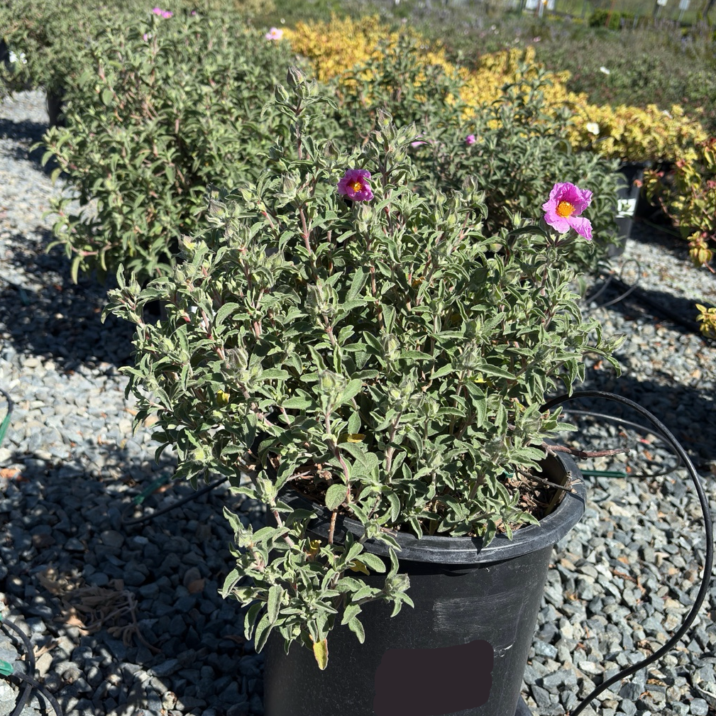 succulent nursery santa cruz Santa Cruz Rockrose