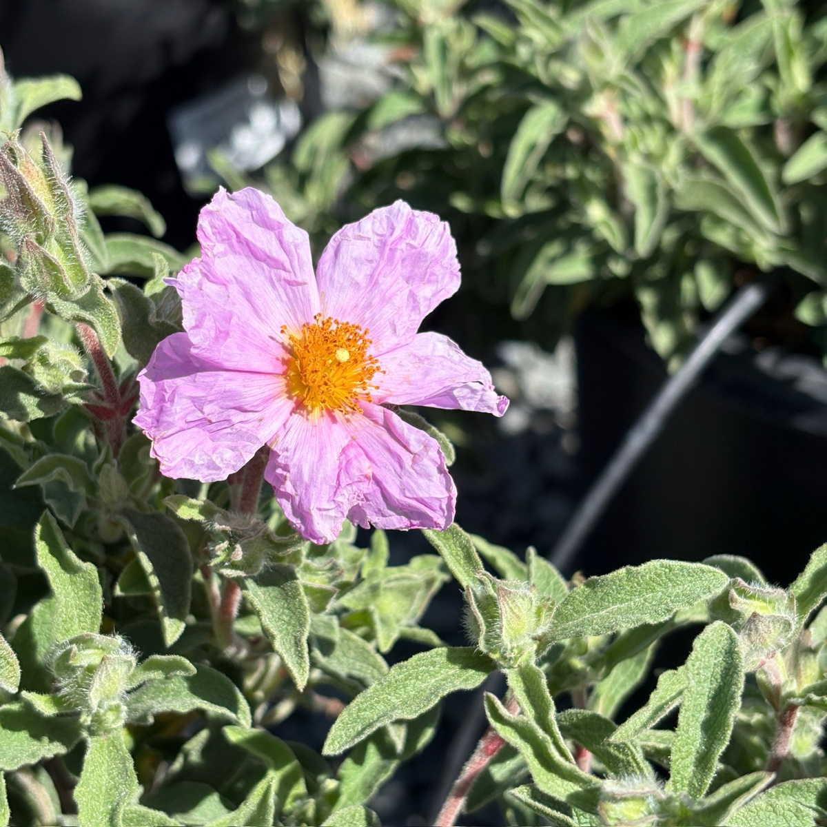 Santa Cruz Rockrose