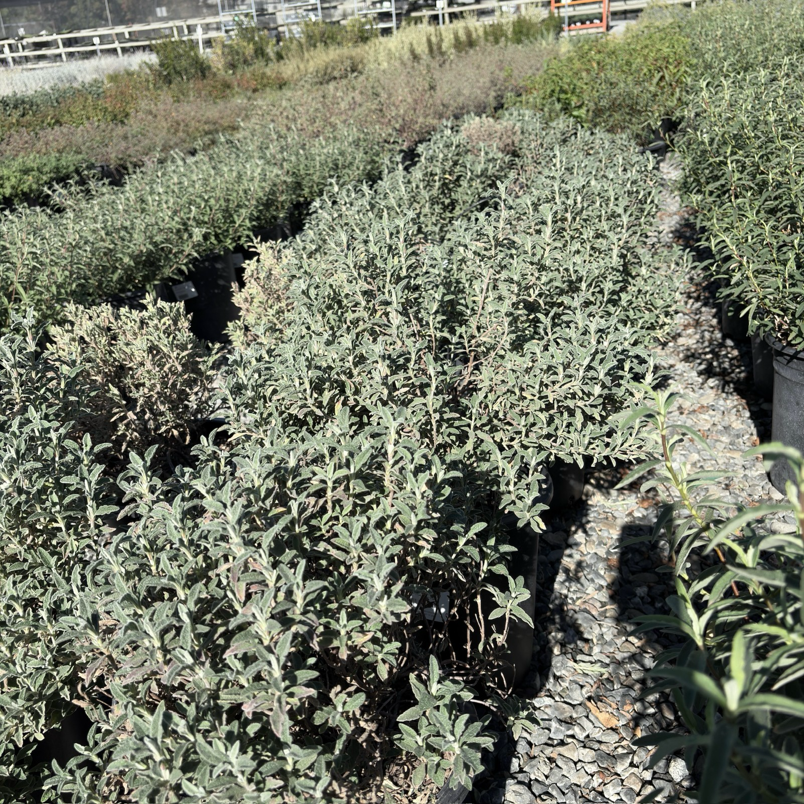 Santa Cruz Rockrose