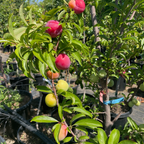 Santa Rose Plum