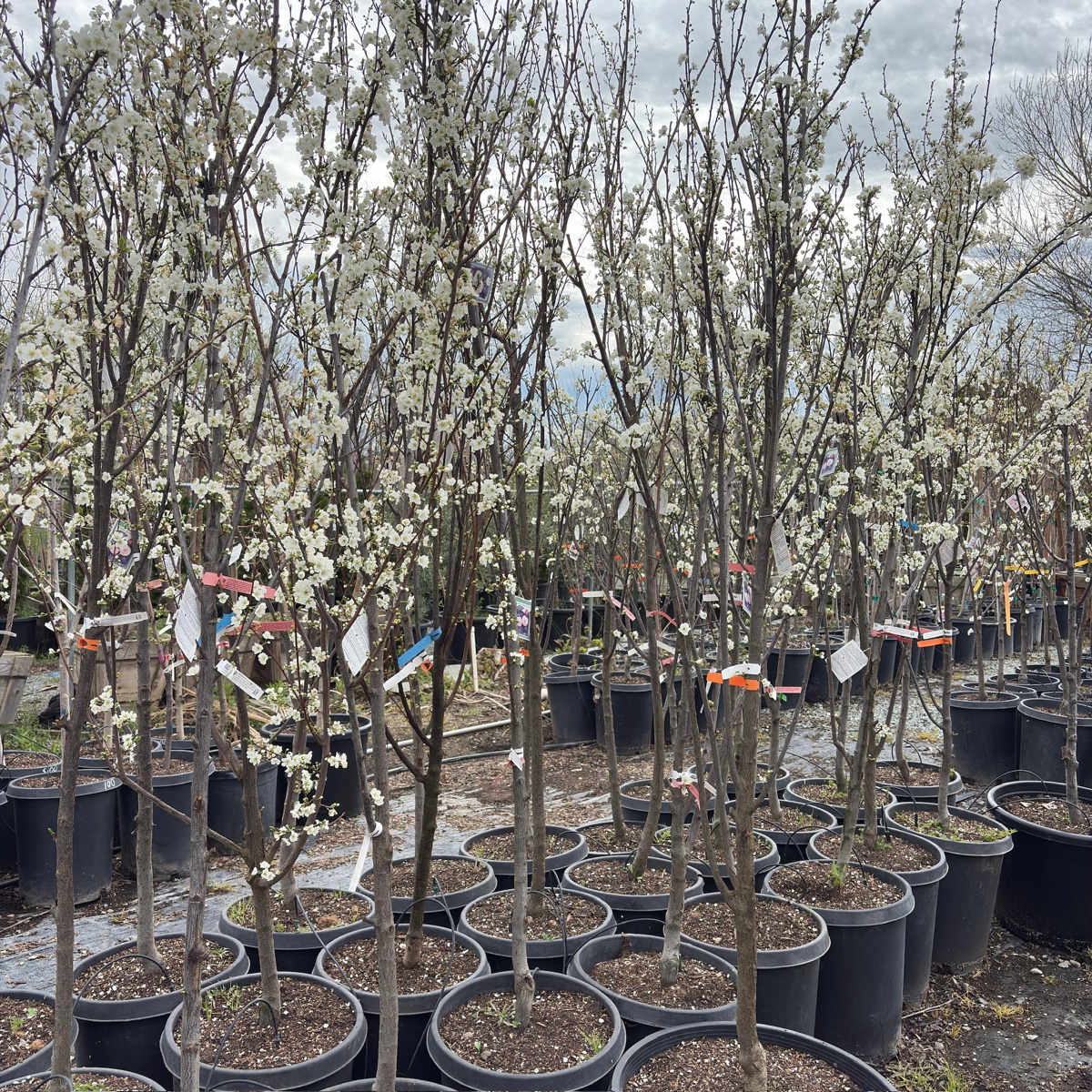 Santa Rose Plum