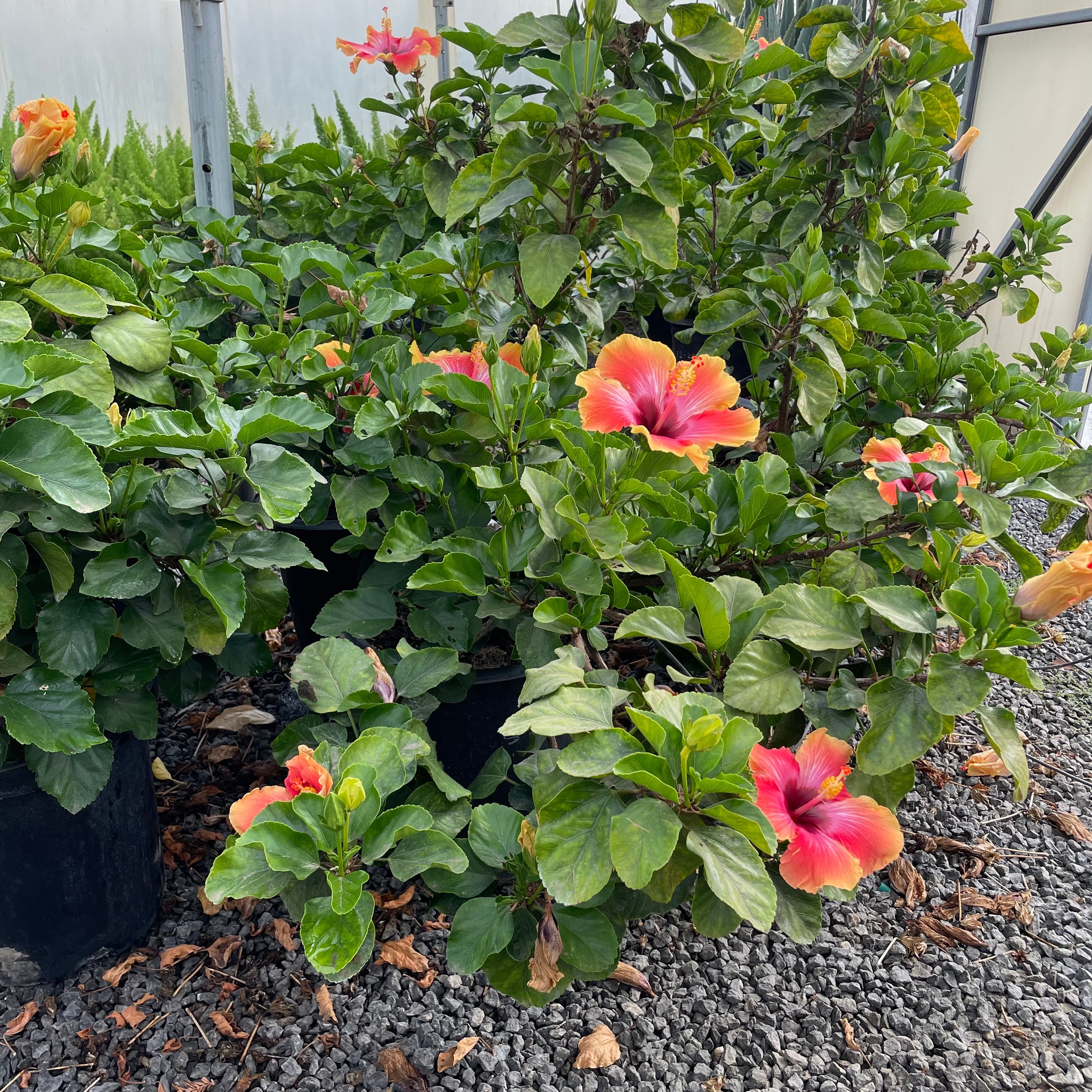 tropical house plants bush Santana Tropical Hibiscus