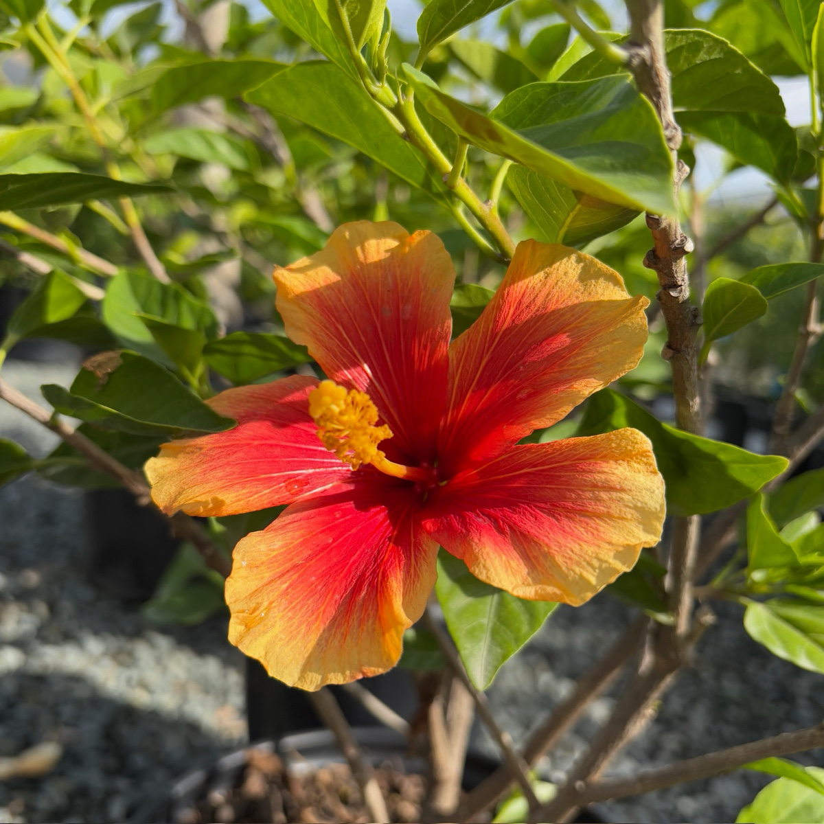 Red and yellow flower with green leaves on Santana Tropical Hibiscus