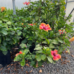 Santana Tropical Hibiscus Bush with pink and orange flowers and green leaves