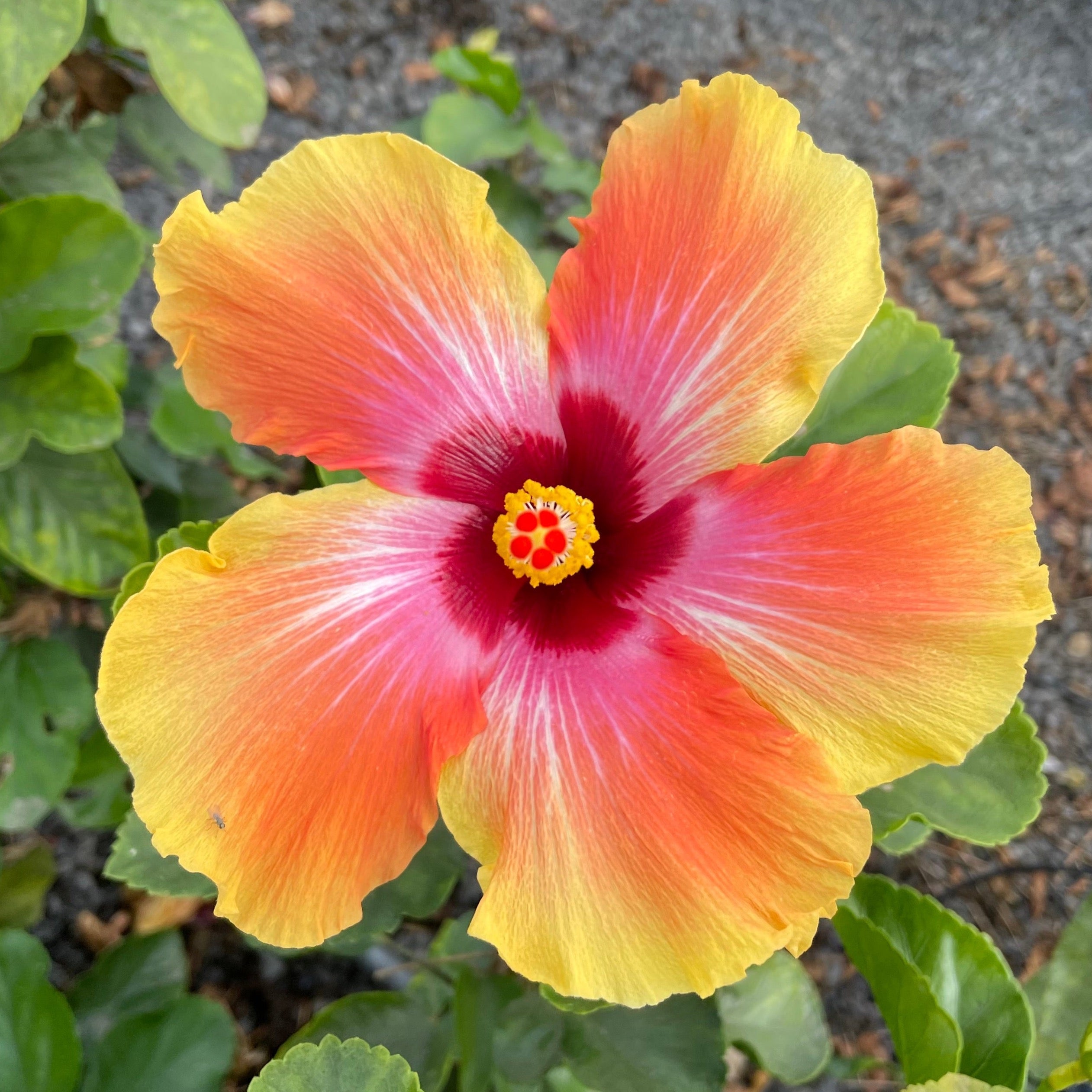 Colorful flower with yellow, red, and pink petals on Santana Tropical Hibiscus