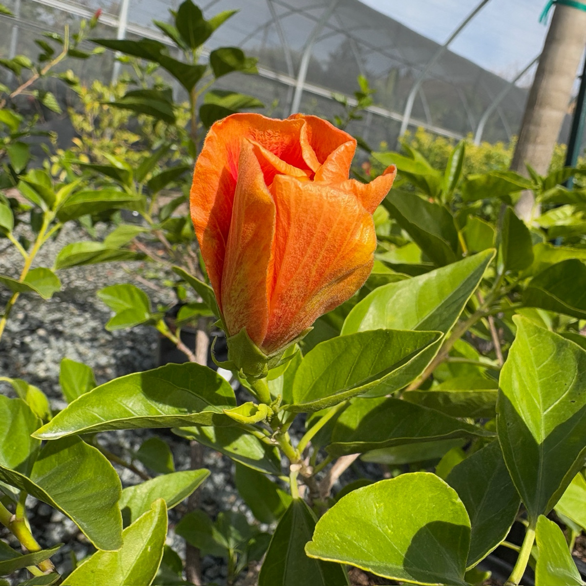 Orange flower bud on Santana Tropical Hibiscus plant with a greenhouse in the background