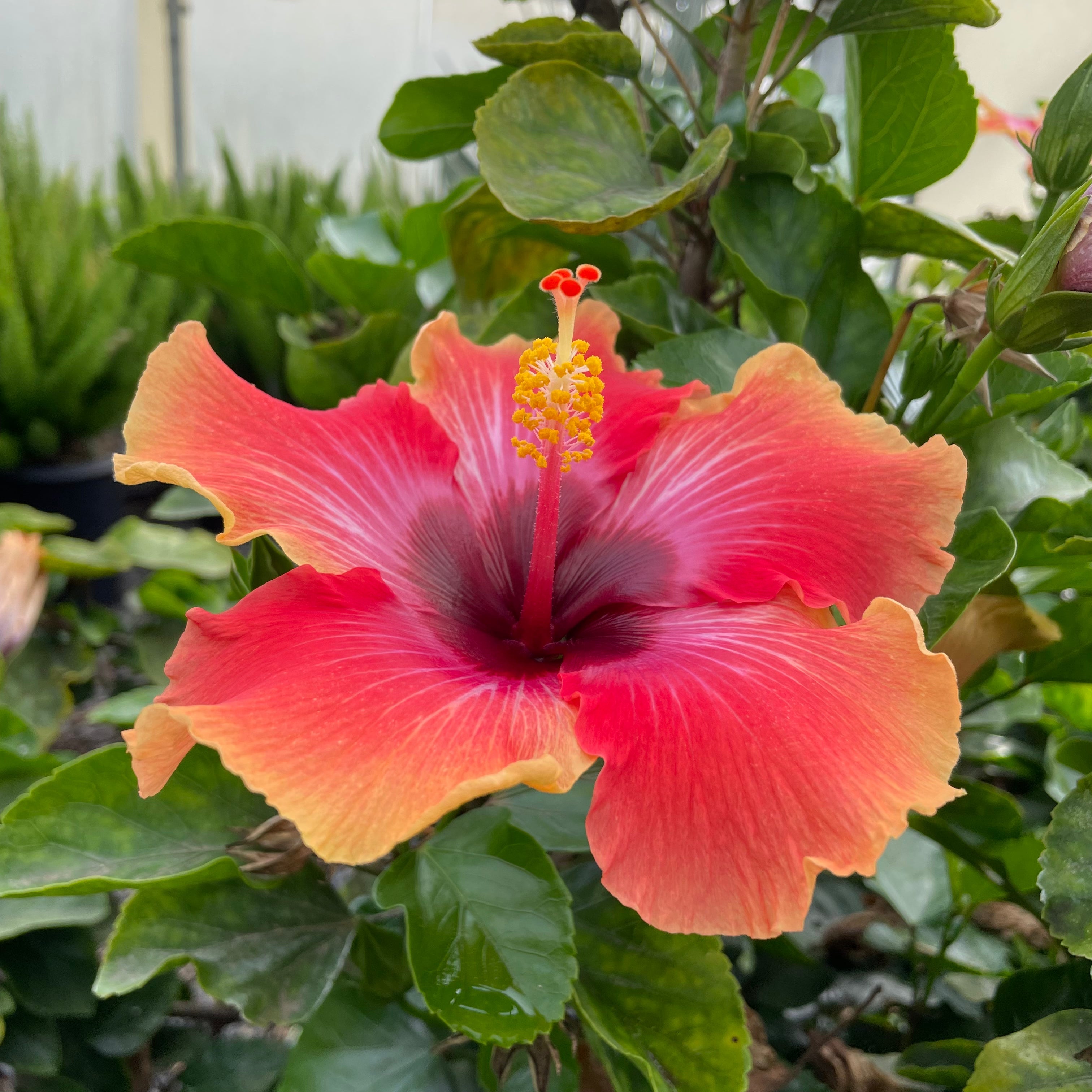 Close-up of a pink and yellow Santana Tropical Hibiscus flower with green leaves in the background.