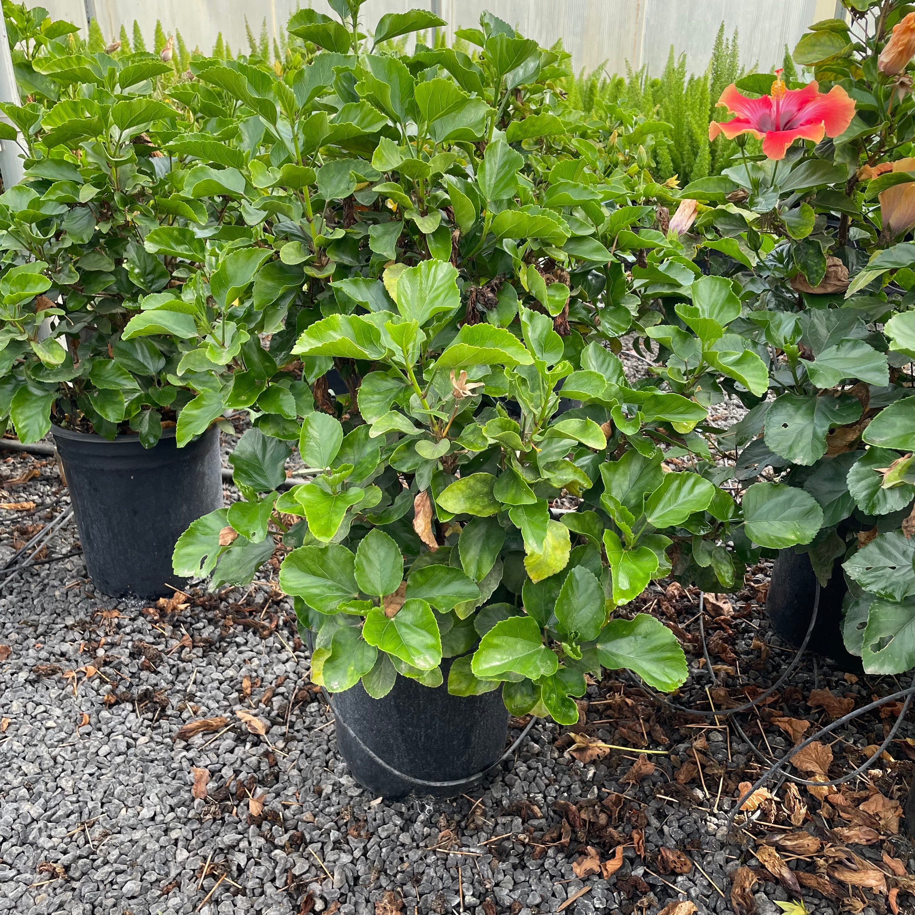 Potted Santana Tropical Hibiscus plants on a gravel surface 