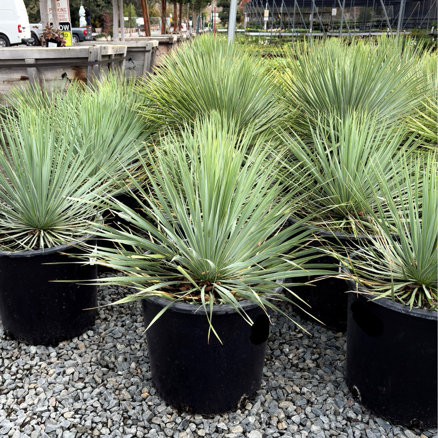 yucca様 Sapphire Skies Beaked Yucca (Yucca rostrata 'Sapphire Skies
