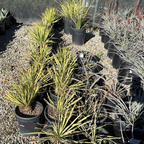 Sapphire Skies Beaked Yucca