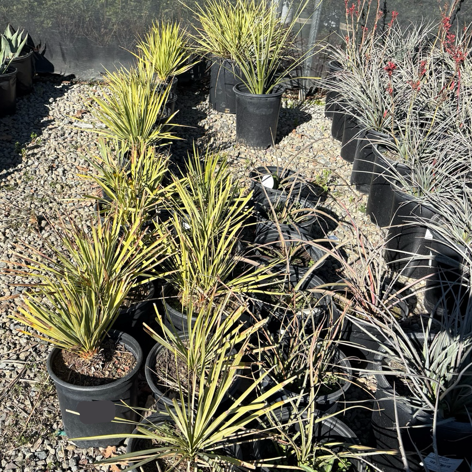 Sapphire Skies Beaked Yucca