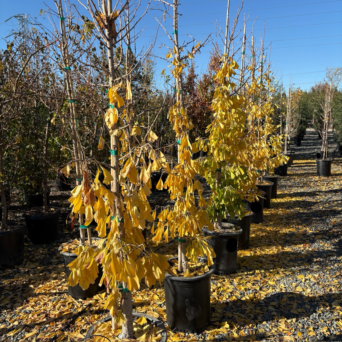 Saratoga Ginkgo