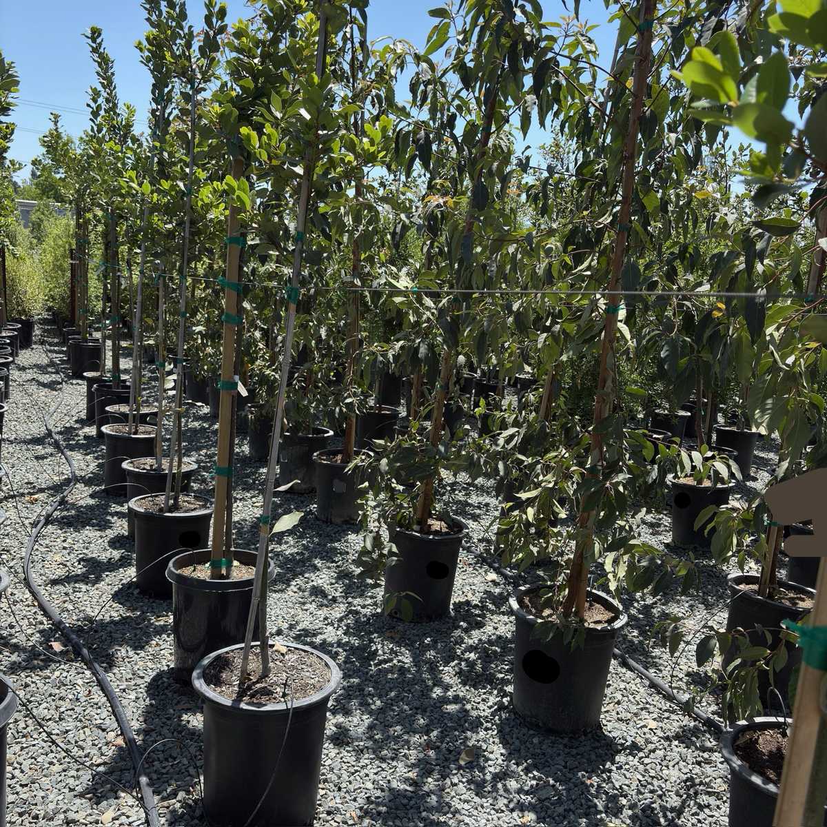 planting laurel trees Saratoga Bay Laurel