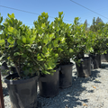 Saratoga Sweet Bay Laurel